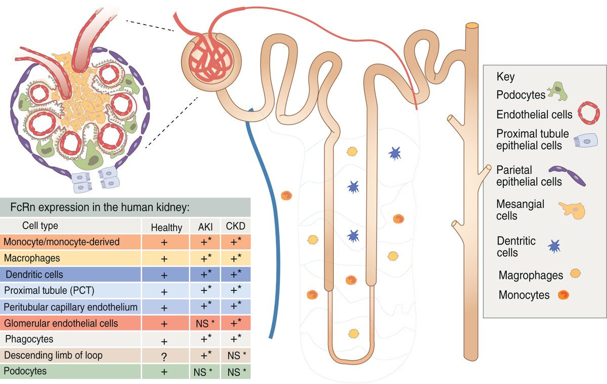 Exploiting the neonatal crystallizable fragment receptor to treat #kidneydisease

doi.org/10.1016/j.kint…

@CU_Kidney
#KIReview #OpenAccess #podoctyes #immunoglobulinG #albumin #FcRn