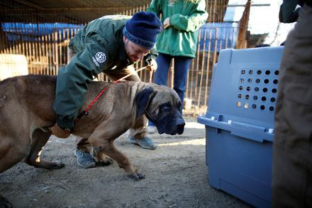 Fxhedgers's tweet photo. SOUTH KOREA TO BAN EATING DOGS (Reuters)

South Korea aims to ban eating dog meat and put an end to the controversy over the ancient custom amid growing awareness of animal rights, a ruling party policy chief said on Friday. https://t.co/LmgzTMxmUi