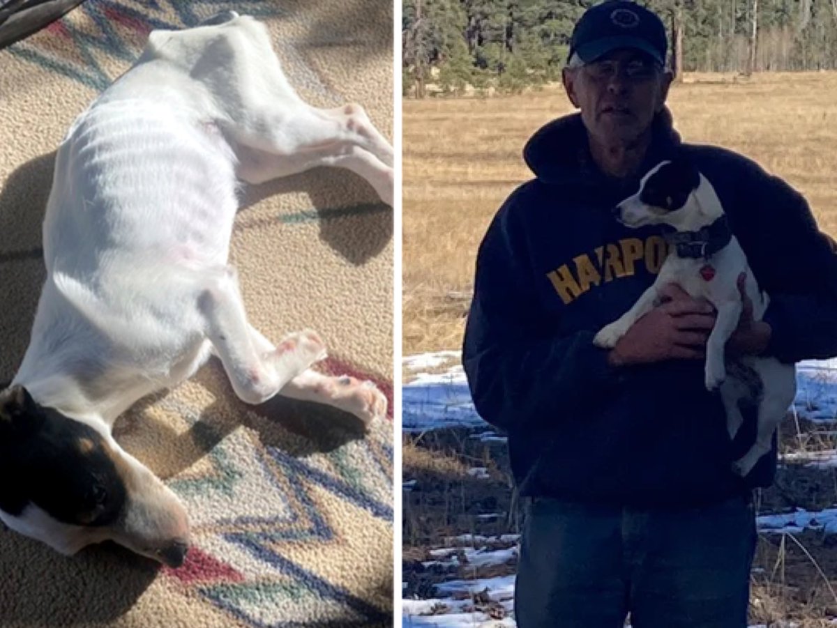 NEW: 71 year old Colorado man Rich Moore who went missing on August 19th, found dead after trying to climb Blackhead Peak with his dog Finney. Two months after going missing, Moore’s body was found by a hiker with Finney, alive and by his side. After Moore had died from…