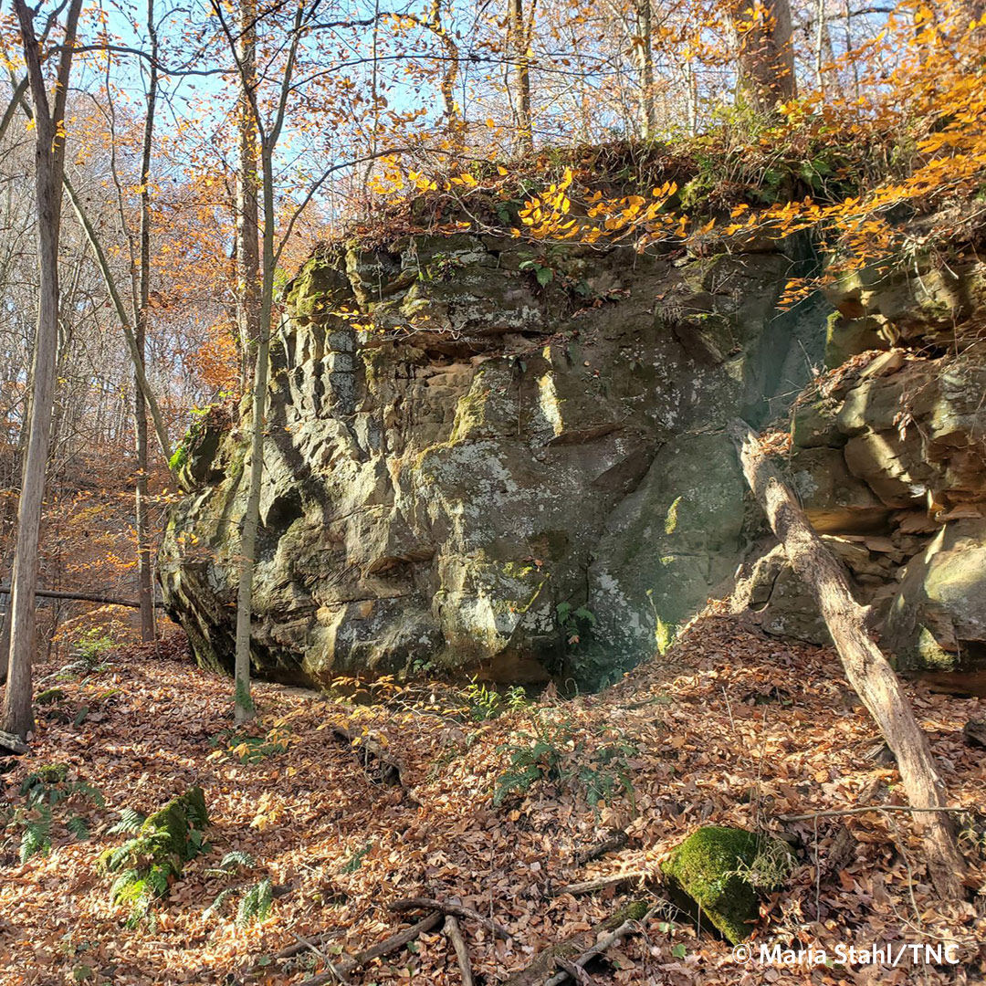 Today is National Hiking Day! TNC has plenty of natural areas around the state to hike, today and every day. Fern Cliff in Putnam County is a great place to hike—an amazing preserve with a fascinating history. nature.org/en-us/get-invo…