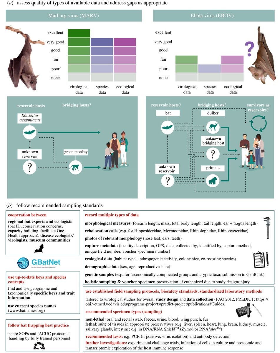 Journal of Bat Research & Conservation (@barbastellaj) on Twitter photo 🔊 A comprehensive #review 🔎of virus-bat findings has just been published on the lack of strong evidence for 🦇 as reservoir hosts in most #African🦠🌍 studies: a #review and a #call for optimizing sampling and conserving 🦇. <a href="/royalsociety/">The Royal Society</a>
🔎➡️royalsocietypublishing.org/doi/10.1098/rs… 🔊 A comprehensive #review 🔎of virus-bat findings has just been published on the lack of strong evidence for 🦇 as reservoir hosts in most #African🦠🌍 studies: a #review and a #call for optimizing sampling and conserving 🦇. <a href="/royalsociety/">The Royal Society</a>
🔎➡️royalsocietypublishing.org/doi/10.1098/rs…