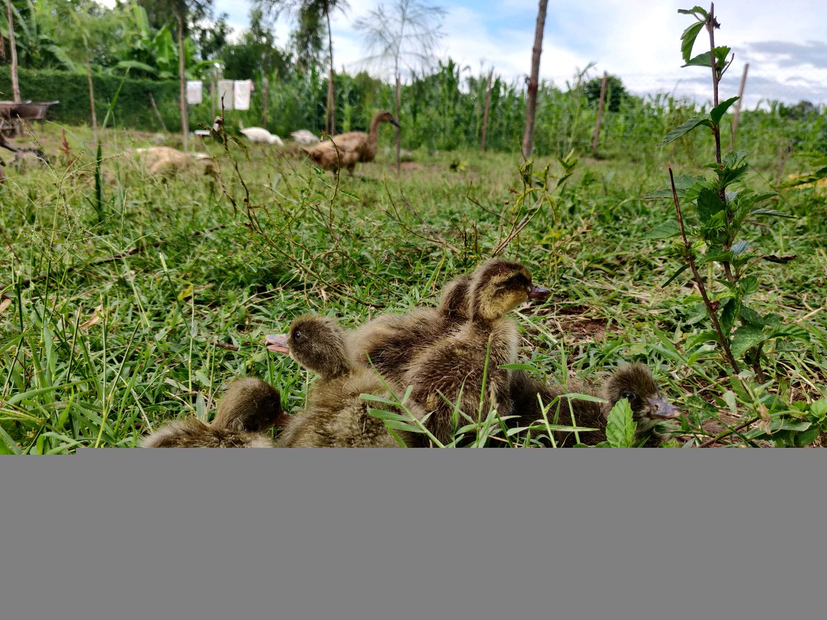 Khaki Campbell ducklings for rehoming
Location: Seme, Kisumu county
Call/WhatsApp: 0742860873