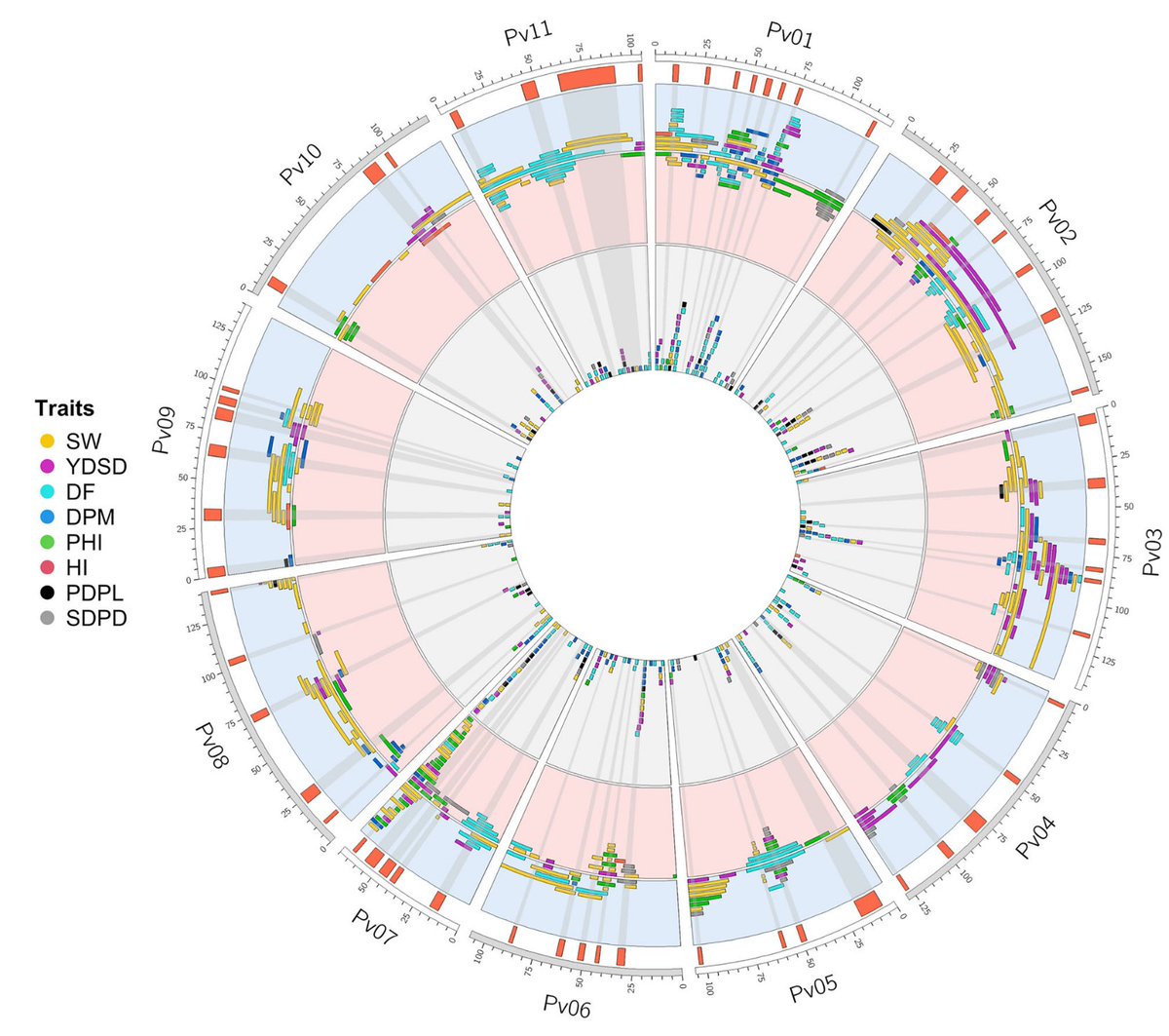 Discovering the most consistently associated #Genomic regions with #Yield, yield components, and #Phenology in #Commonbeans through #QTL and  #GWAS analyses conducted over the past two decades. 👉 doi.org/10.1002/tpg2.2…