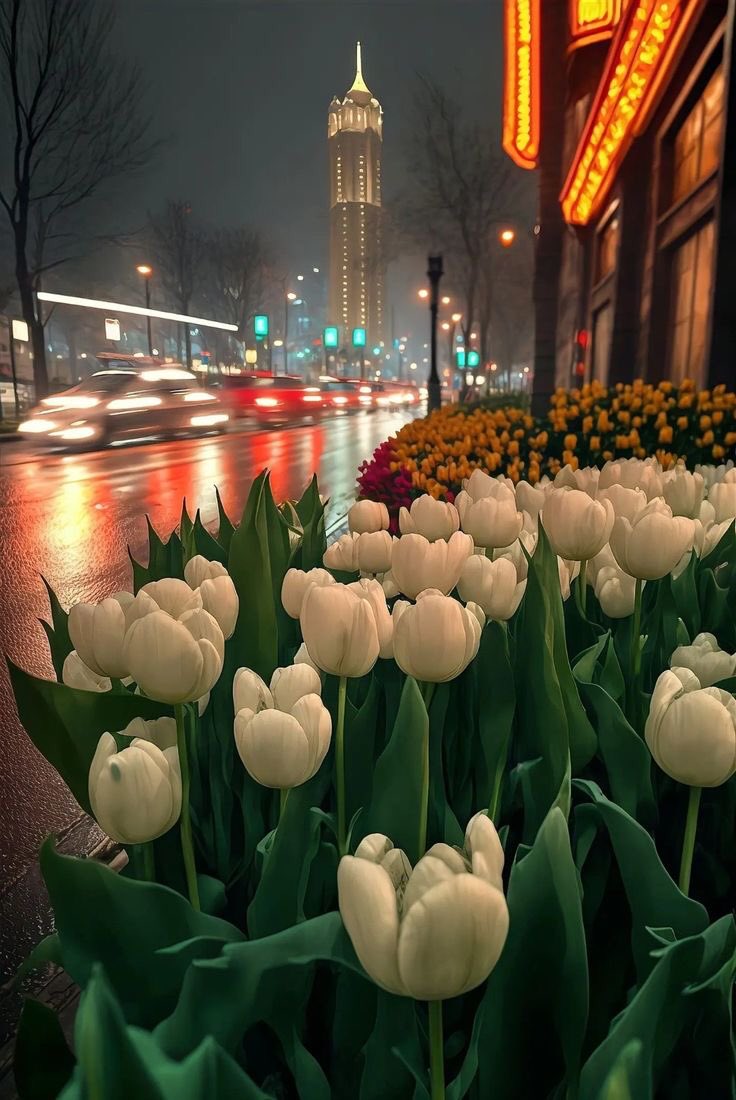 tulips.