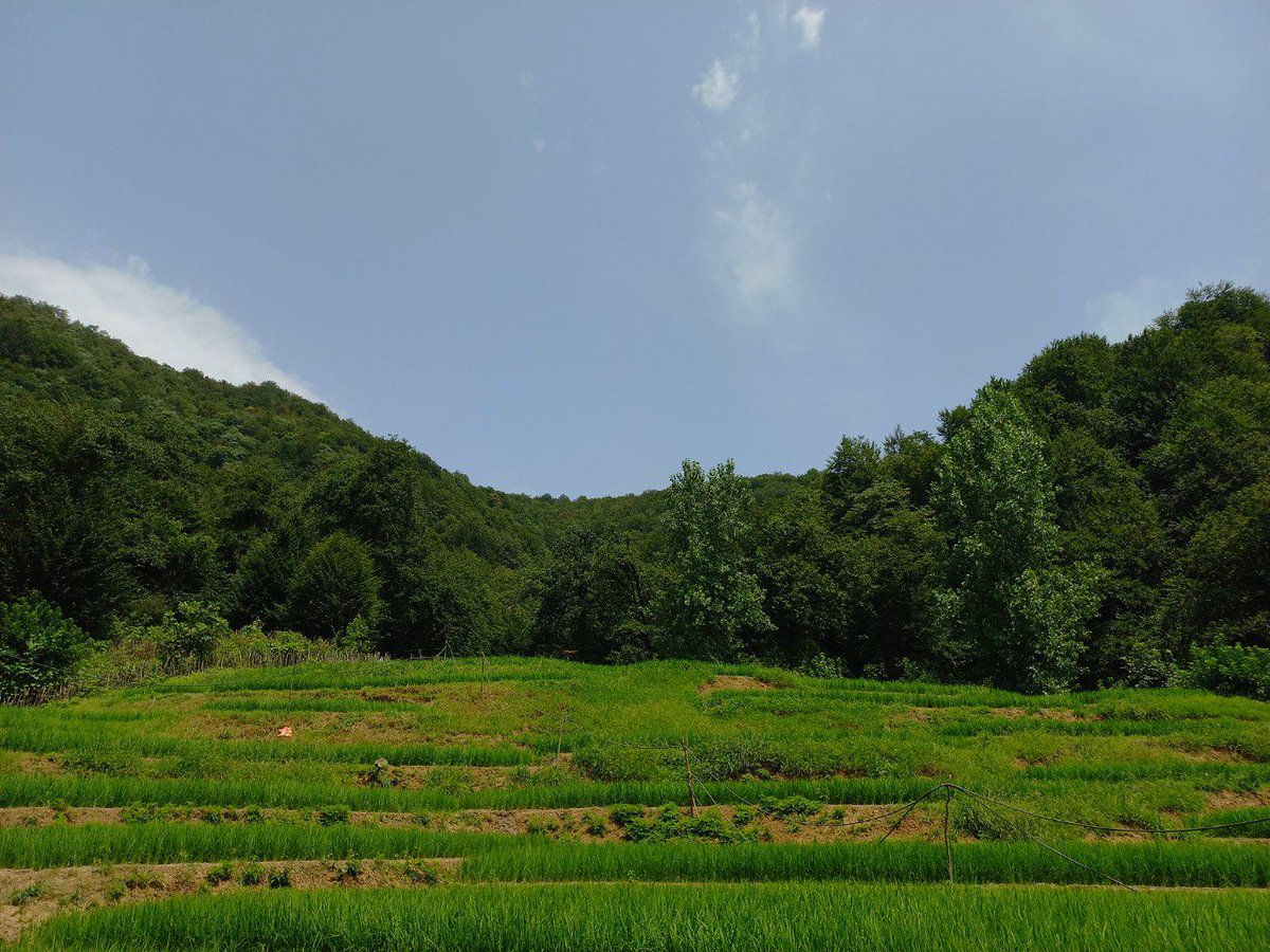 چرا که نه