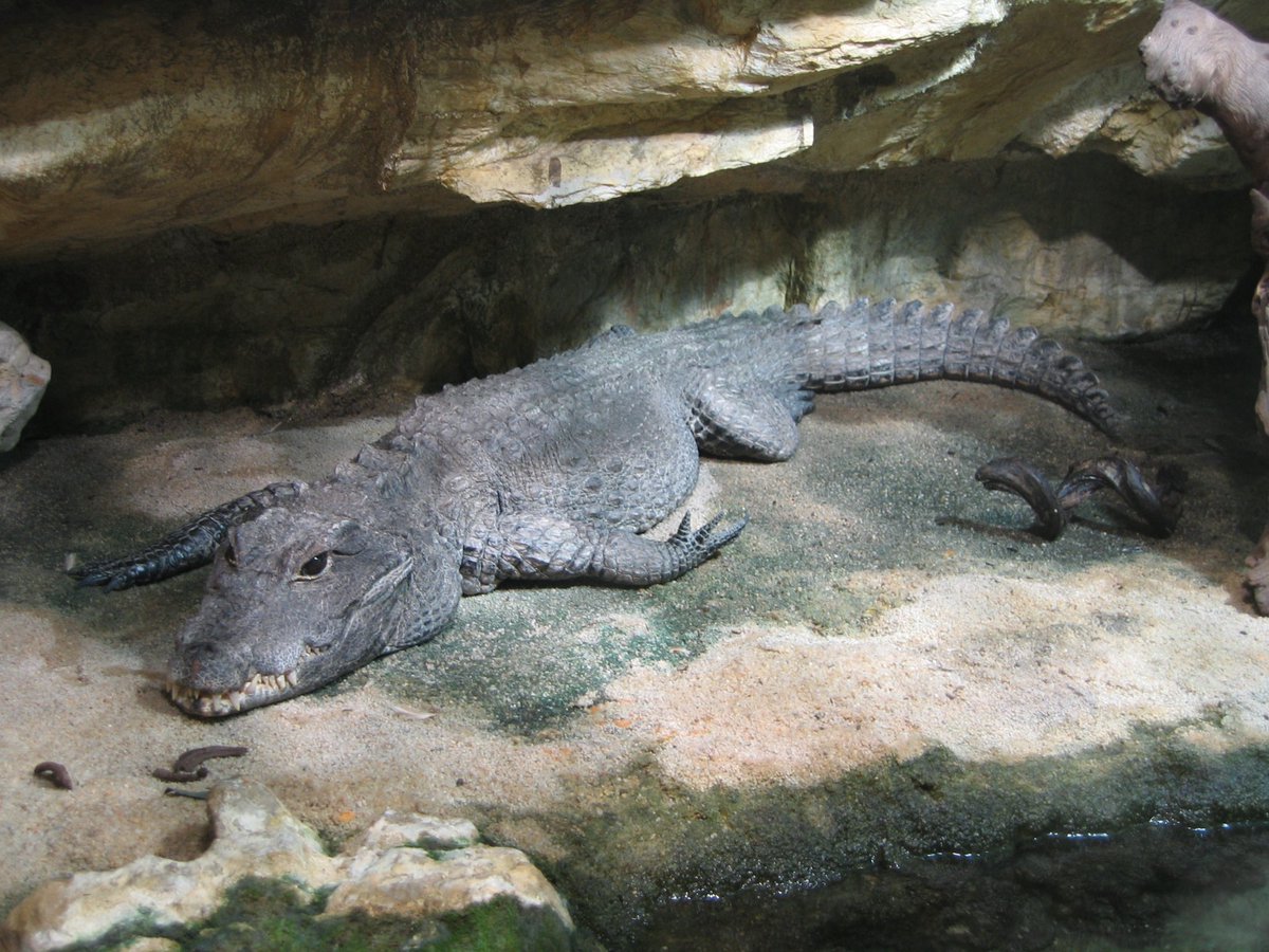 The African Dwarf croc has the best design of all crocodilians- it looks like an 80s movie monster puppet- full of gnarl yet endearment