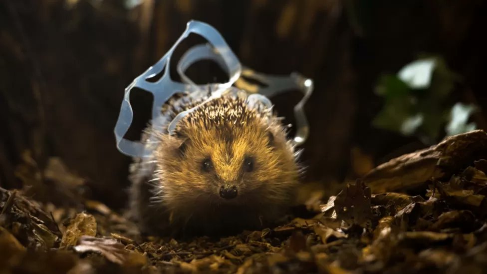 This is why we litter pick! A clean space isn't just for us— it's also a lifeline for our furry friends. 🦔💚