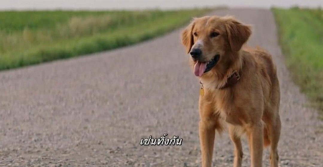 - a dog's purpose -