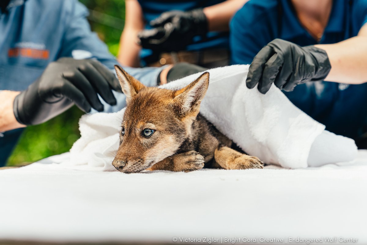 Have 2 seconds? Please VOTE for us in this photo contest: loom.ly/voFRH_I

Each person is only allowed ONE vote, so please share this link to help us win $1000 to help endangered #wolves, like the adorable American #redwolf pup pictured here! Voting ends Nov 19th.