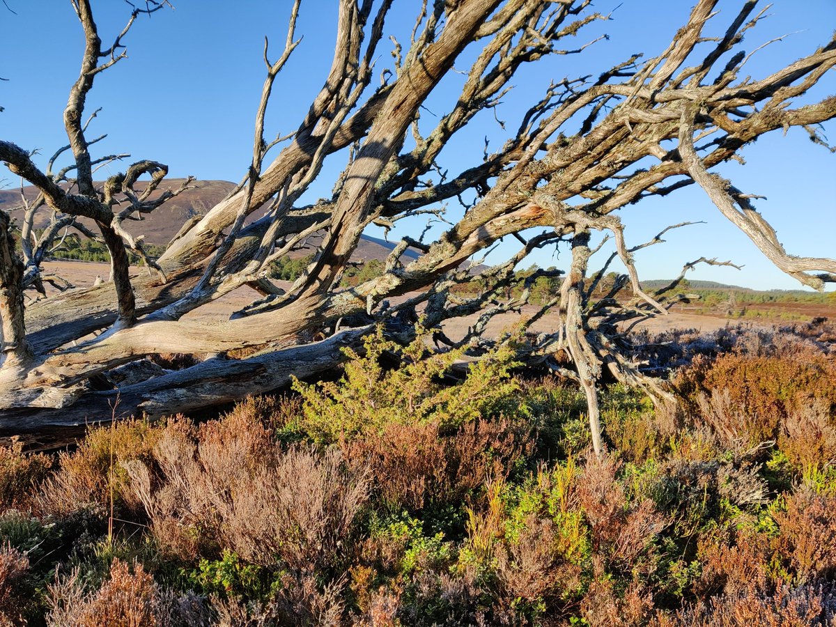 ewanecraig's tweet photo. On the open moor, a fallen pine snag has provided just enough cover for this juniper to grow above the heather without being browsed. https://t.co/VWHLLXMTOK