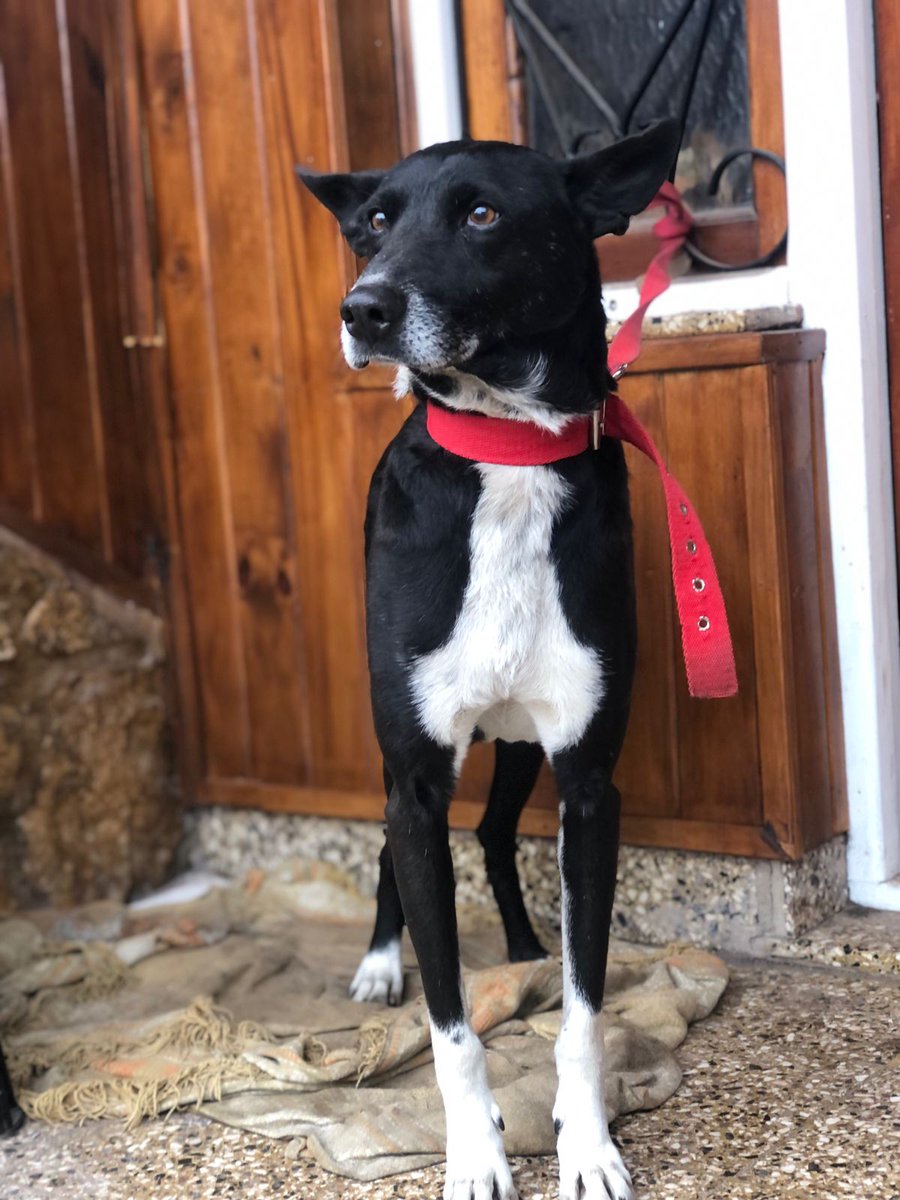lagarzasosa_'s tweet photo. Chucrut es macho tiene 2 años. Tamaño grande super bueno, se lleva bien con otros perros.
Viaja castrado, vacunado y desparasitado a CABA y GBA. Querés adoptarlo?
Escribime: misionsolidariatwitter@gmail.com
asunto: Chucrut quiero que seas mi amigo fiel
Rt por favor 
Gracias! https://t.co/e3vfpYWzKn