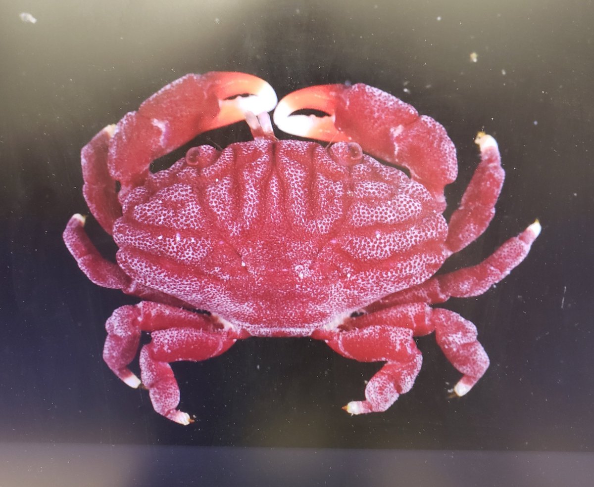 crab reminds me of a luxurious velvet couch