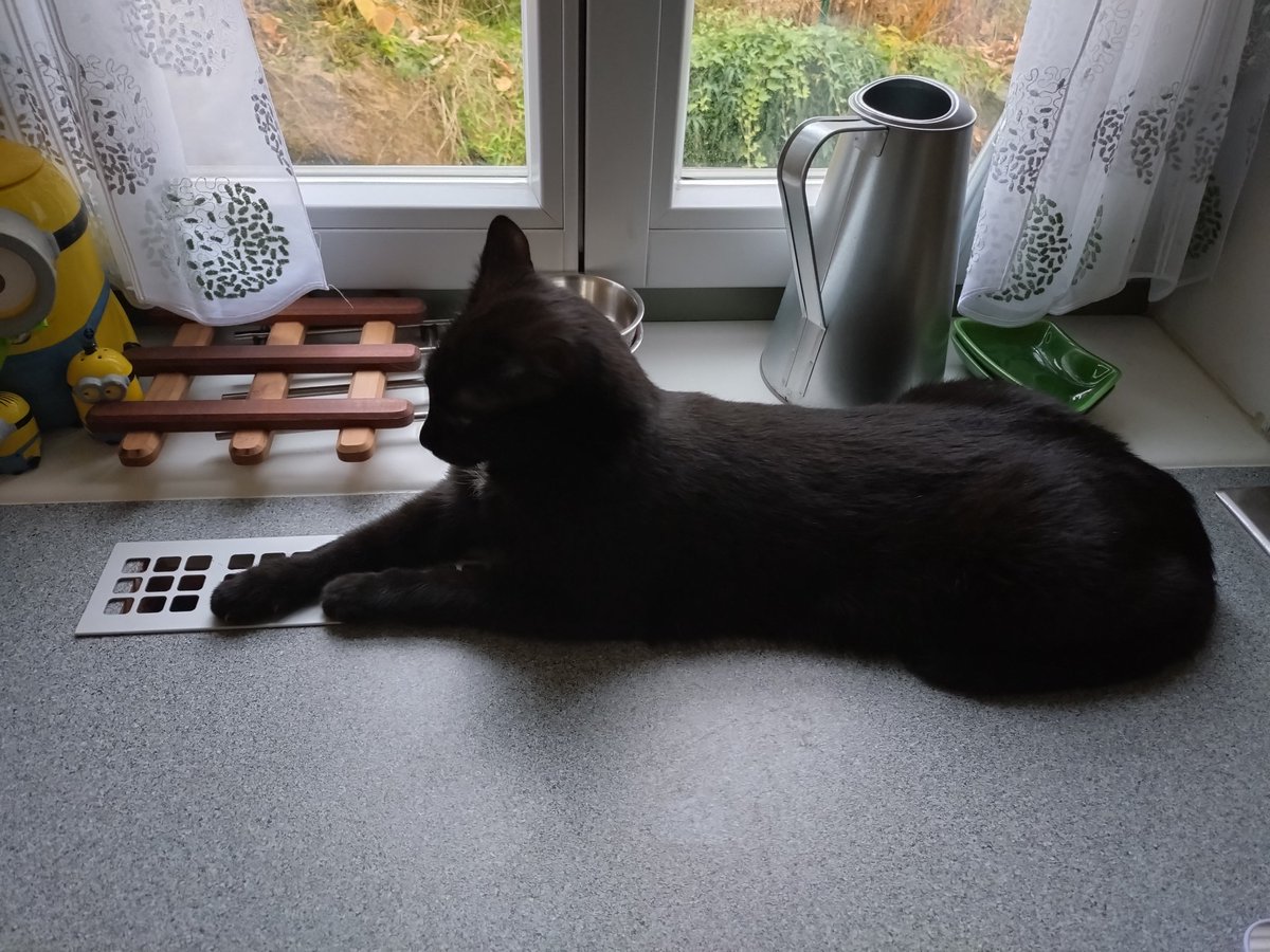 Why does it not get warm? Because the black void consumes all the heat coming from the radiator🙀
#Hedgewatch