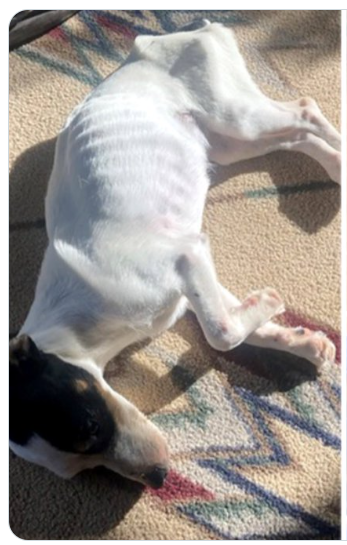 patentpoints's tweet image. Loyalty #Finney

x.com/CollinRugg/sta…