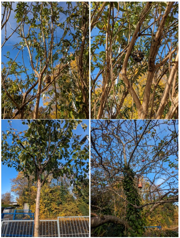 #HookWildThings had their last session for Autumn yesterday. We made bird feeders for home &amp; school. 
Can you find our 10 bird feeders? See the photos for clues #outdoorlearning  #trailblazers #outdoors #natureschool #outdoorclassroom #hampshireschools #birdwatching #wilderschool