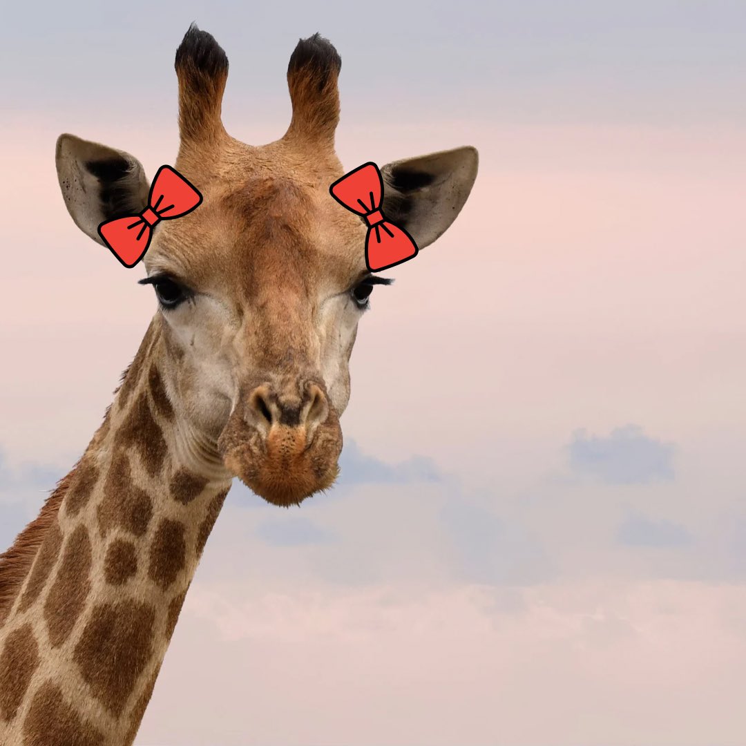 ตัวนี้ใช่ยีราฟของคุณหรือเปล่าครับ  <a href="/Riri_Rossi/">𝓨𝓿𝓸𝓷𝓷𝓮</a>