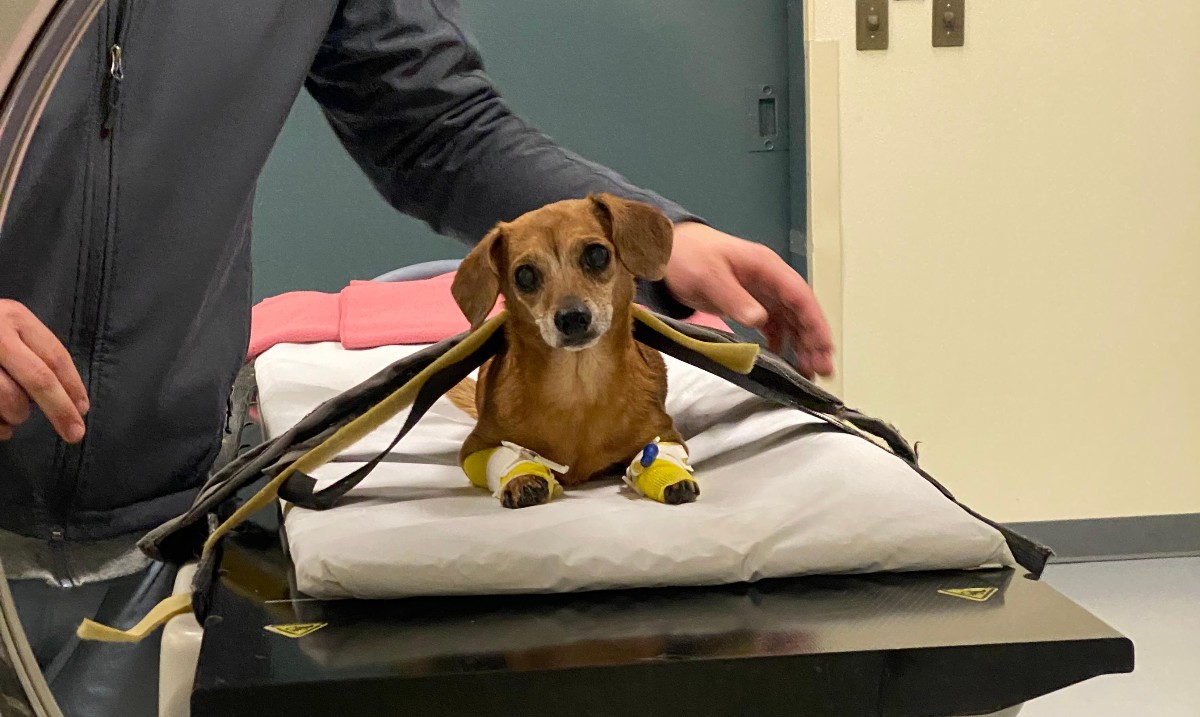 Saving Stella Through Diagnostic Imaging “Our faculty and staff share a common desire to teach new generations the art of imaging as a critical diagnostic tool to improve the life of our patients.” Dr. Mauricio Solano Read more: vet.tufts.edu/news-events/ne… [📸: Megan Heil]