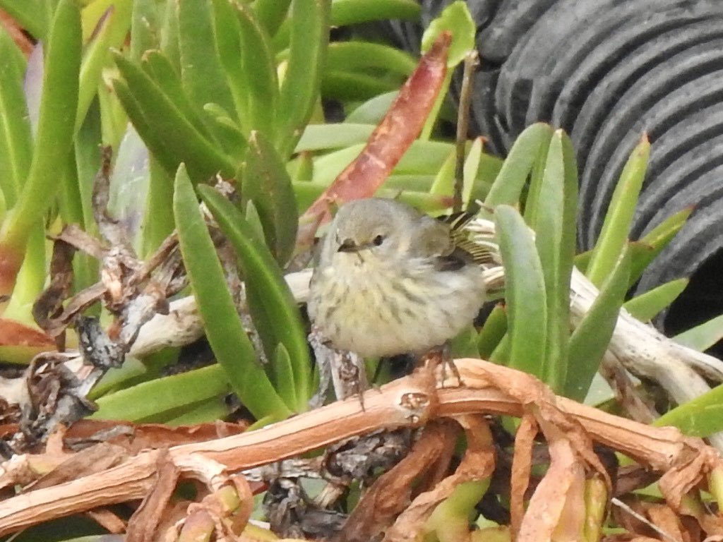 After a few days of nervously playing a waiting game, great relief to see the Cape May Warbler still on Bryher this morning #islesofscilly #capemaywarbler