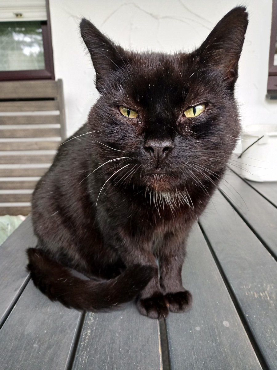 aelmer's tweet photo. @TribeOfMa @anitamariaAn @FrauJemineh @Tiffany4ever @sanddorndiva @CatVetPurr @birgitlissowsky @Katzenportal @akalprem_kaur Good afternoon all my friends & furry friends. The weekend is near 😺🐈⬛🐾🖤🦦🏎️#Ottergang #WhereIsDaddy @Zaubermaus57 @KaterOlli @KatersWelt @MasaundPico @yoga_and_more @Bernhard_KS @eMTA_G2_CBF1000 https://t.co/LsnLxLFStq