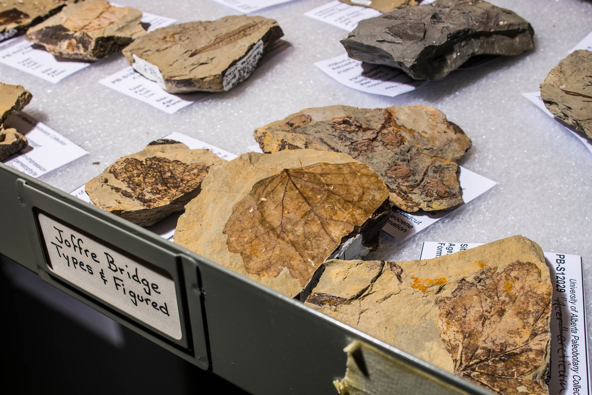 #DYK: In 1977, tens of thousands of fossils were discovered at the Joffre Bridge site near Red Deer, AB? 

These fossils have provided extraordinary information about prehistoric plant life in the area! 

Uncover Joffre site fossils: bit.ly/2G7p32Z #UAlbertaMuseum
