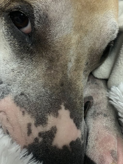 STOP 🛑  Sumo told me to ask you for pictures or videos of your pets 😤 You cannot let Sumo down! 👇🏻👇🏻👇🏻
