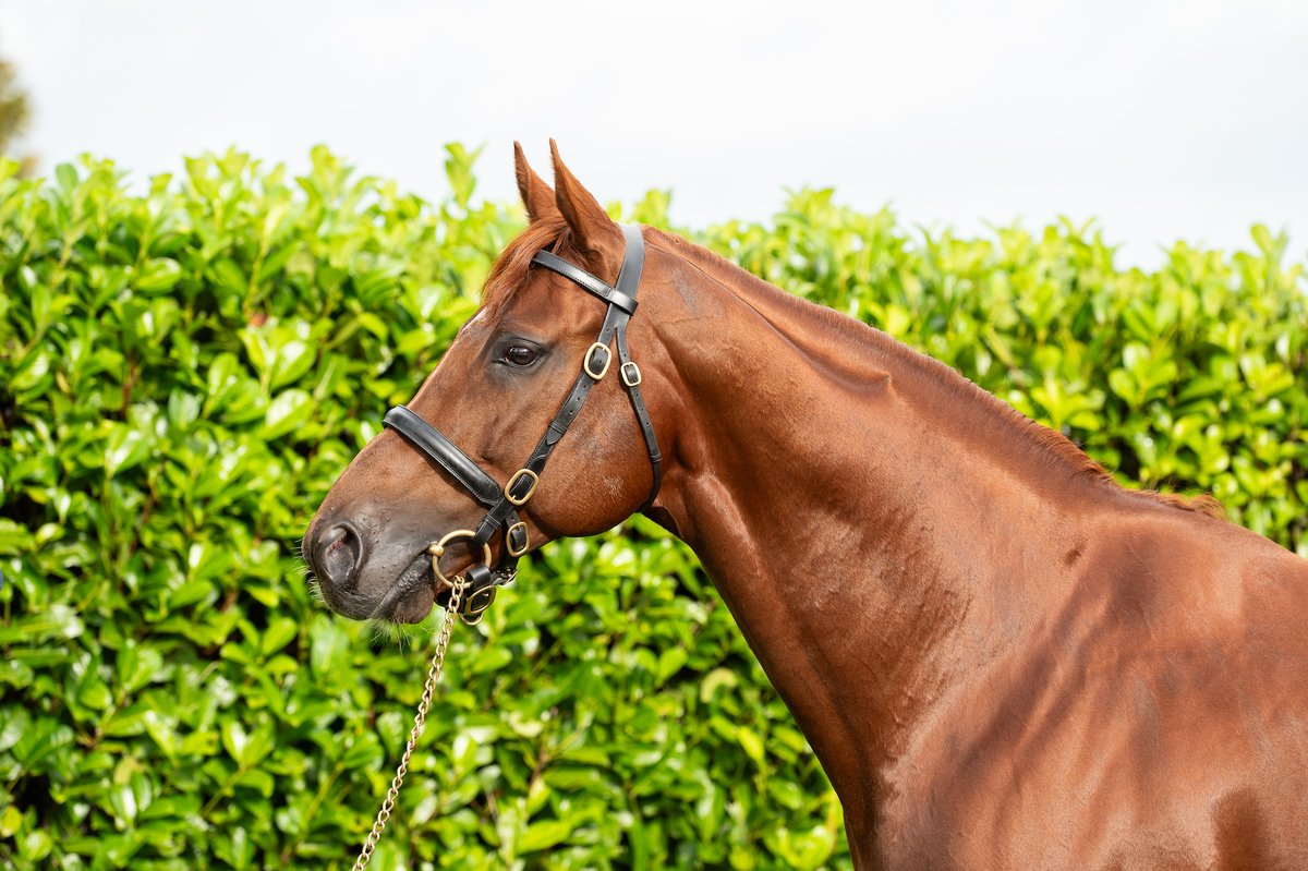 coolmorestud's tweet photo. 12 runners have been declared for the Listed #CoolmoreNHSires HURRICANE LANE @IrishEBF_ Mares INH Flat Race @NavanRacecourse tomorrow. A triple Gr.1 Winner by Champion Sire Frankel, HURRICANE LANE is new to #Castlehyde for 2024 #HomeOfChampions https://t.co/xR6SbvMdWC