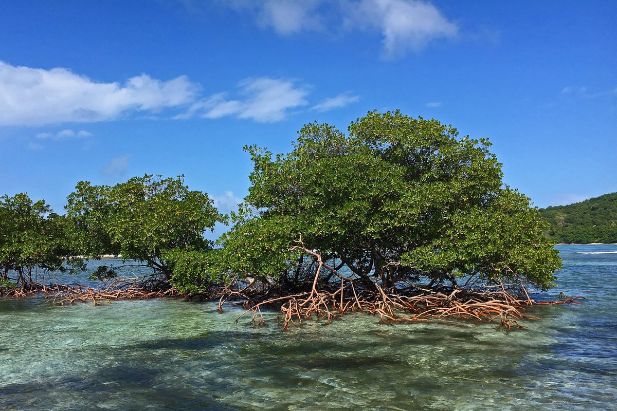 ClimeCo's tweet photo. #ClimeCo, in partnership with #YAKOPI & @PurProjet, is actively working to restore #Mangrove forests & support local communities in economic & social development.
Learn about this effort by watching our new video: https://t.co/b3qnlphXR9 https://t.co/7Mwy1dtToG