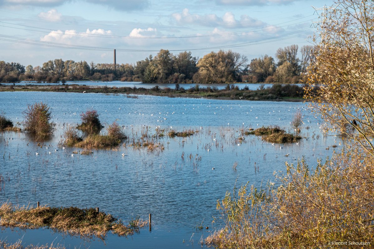 gerdivinia's tweet photo. Het waterpeil in #RivierDeWaal en de in uiterwaarden bij #Afferden bedraagt 7.80m +NAP. De komende 2 dagen stijgt het nog 1m.  Daarom worden ze nu op  hogere gedeelte bij de oude steenoven vastgezet en bijgevoerd. Om te voorkomen dat ze geïsoleerd op een eilandje komen te staan. https://t.co/gEVfaIcer9