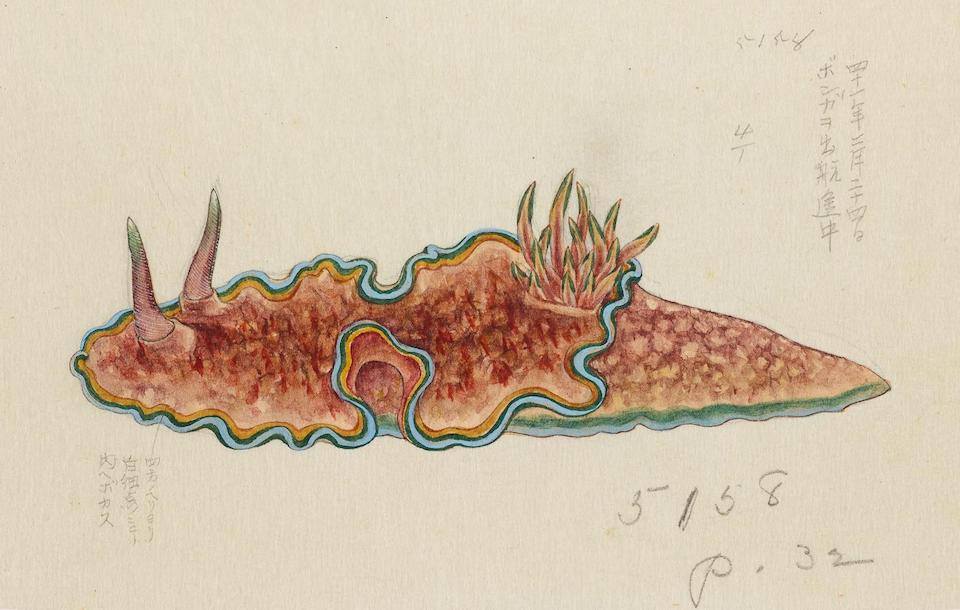 PublicDomainRev's tweet photo. Nudibranchs as pictured by a Japanese illustrator named Kumataro Ito, artist for the USS Albatross’ Philippine Expedition, 1907–10. More of his stunning images here: https://t.co/GuHUxgLF1M https://t.co/fSmPqK4tOA