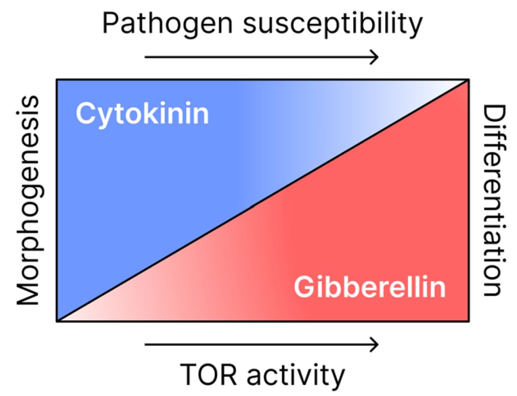 Great work by Marash et al. (2023) on how #PlantTOR coordinates #cytokinin and #gibberellin signals (CK/GA ratio) to mediate leaf development and #PlantImmunity in #tomato🍅 🍃⚖️🦠.
#PlantDevelopment #PlantDefense
onlinelibrary.wiley.com/doi/10.1111/pc…