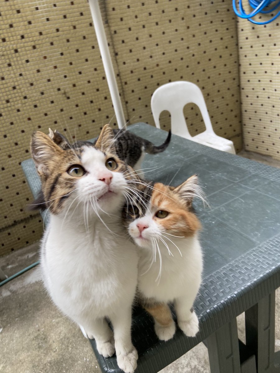 Arkadaşlar bu iki çocuk sürekli teyzemin bahçesinden evine girmek istiyor.Havalar soğudu ve dışarda mutsuz olduklarını kendim gelip gördüm.Çok çok güzeller, sürekli eve girmek için miyavlıyorlar ama teyzemin evinde 6 kedisi var ve alamıyor.Bence biz bunlara yuva buluruz,HADİ RT