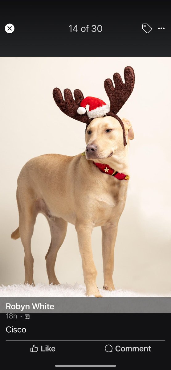#FosterFriday Doesn’t Cisco make a statuesque reindeer?! A little more about this boy: 

💕Shy but warms up 
🎾Loves squeaky toys
🐶Friendly &amp; playful
🏠Crate trained &amp; does well being alone
🐾Cisco’s ideal home would have adults &amp; playful dogs

tinyurl.com/meetacitydog #adoptme