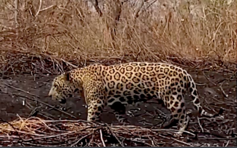 conexaoplaneta's tweet photo. #LucianaLeite, bióloga e ativista da @ejfoundation, faz apelo emocionado pelo #Pantanal na Comissão de Direitos Humanos do #Senado 🔥😢 Ela denunciou os #incêndios, a #degradaçãoambiental e a violação dos #direitoshumanos 🔥😢  Saiba mais: https://t.co/XeDIwFWA1G https://t.co/6Vh5WsOOhg