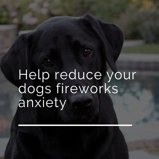Labrador Rescue SE&C tweet media