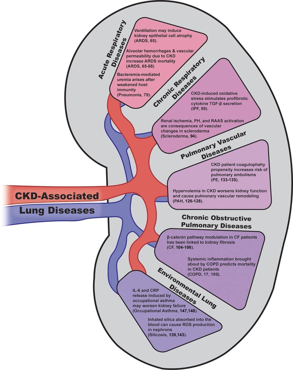 🫁 diseases associated with chronic #kidney disease.
🔗 journals.physiology.org/doi/full/10.11…
#Nephpearls #FOAMed #MedEd