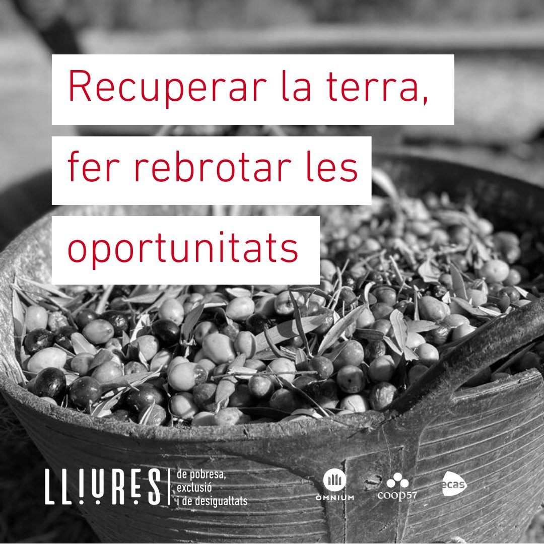 projectelliures's tweet photo. #Terram és un projecte 🔝.
Son de #LaSenia i ofereixen oportunitats i acompanyaments d’inserció sociolaboral a persones en risc d'exclusió a través del conreu d’oliveres🫒apostant alhora per reapropiar-se d'una terra que la pagesia jove ha anat abandonant.
#ESS #ProjectelLiures https://t.co/yBOHuxHffZ
