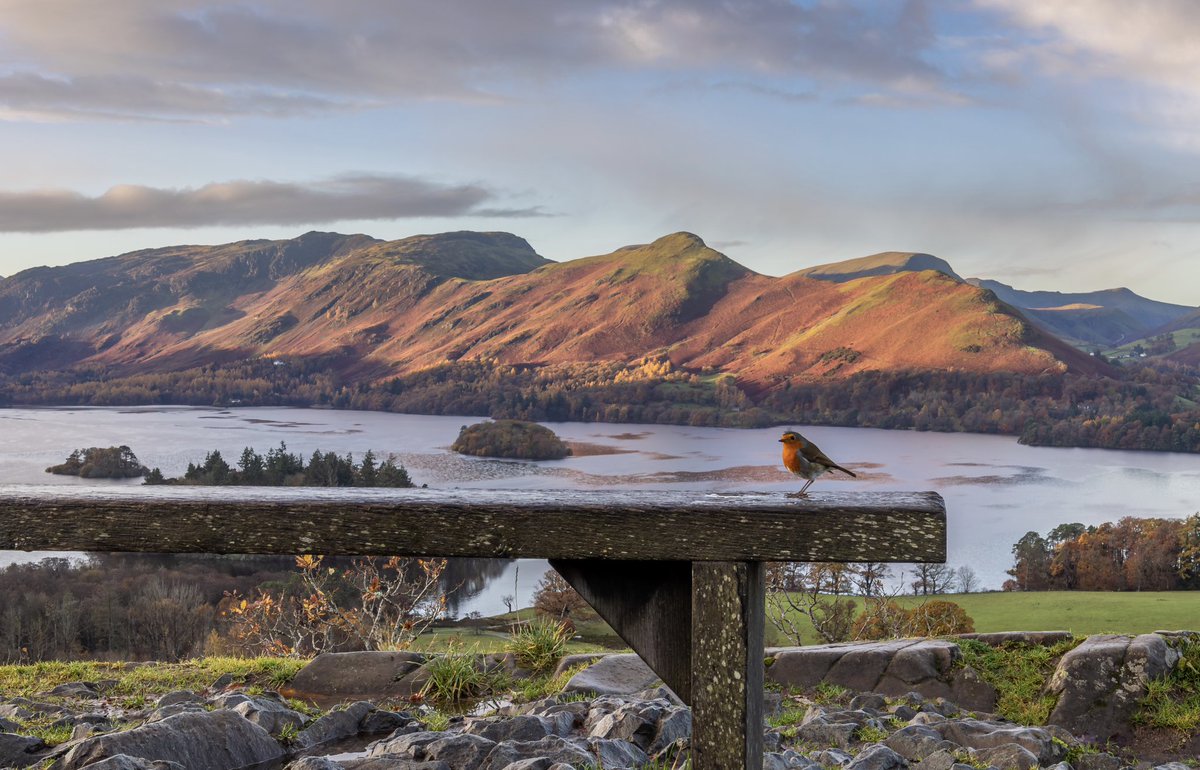 RathboneKeswick's tweet photo. Following the suggestion by Rob @rfj1966 I got up early to get my seasonal picture of the robin on the bench up Castlehead. 👍Gorgeous morning to catch the early light on Catbells @Sunnysidegh @JohnGal_luvlife https://t.co/X7JIUICEGL