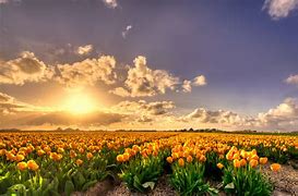 sofimoh3's tweet image. #nyc blooming lovely