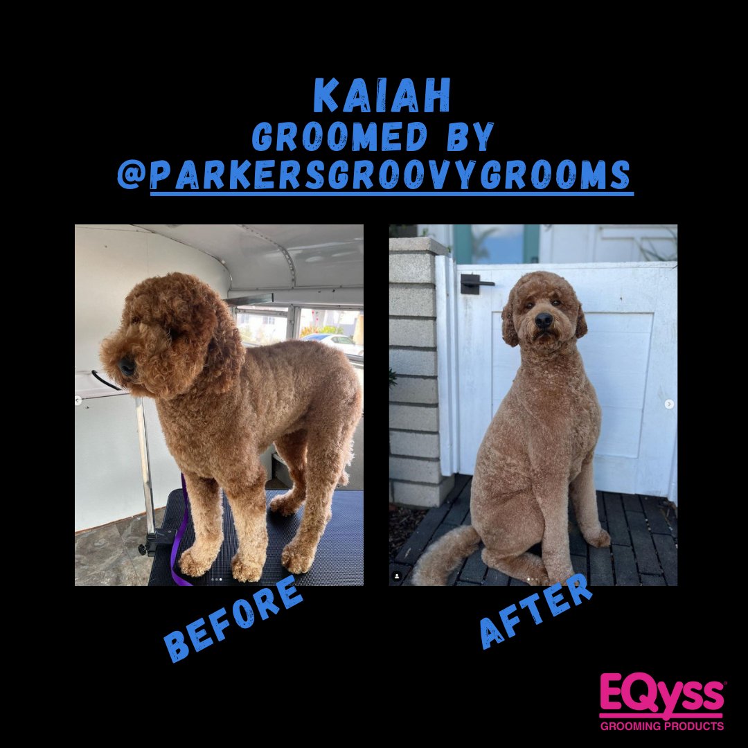 We're LOVING this #Beforeandafter of Kaiah 🐶! 
✅ Need your dog's fur to be softer &amp; healthier? Shop #EQyss products for your pets at eqyss.com
✨ Thank you for sharing these photos with us @parkersgroovygrooms 🥰🤗