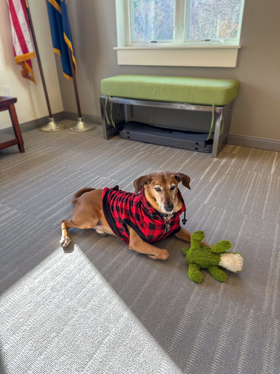 Chief Barketing Officer Max was deep in thought at our staff meeting this week! 

#OfficeDog #DogsAtWork #NHNonprofit