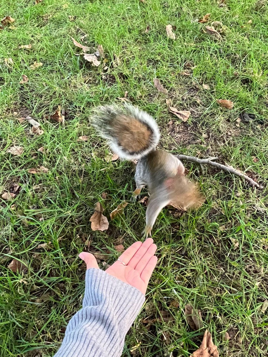 I really like little animals, they are so cute
Especially the little squirrels🐿I fed them one after another haha