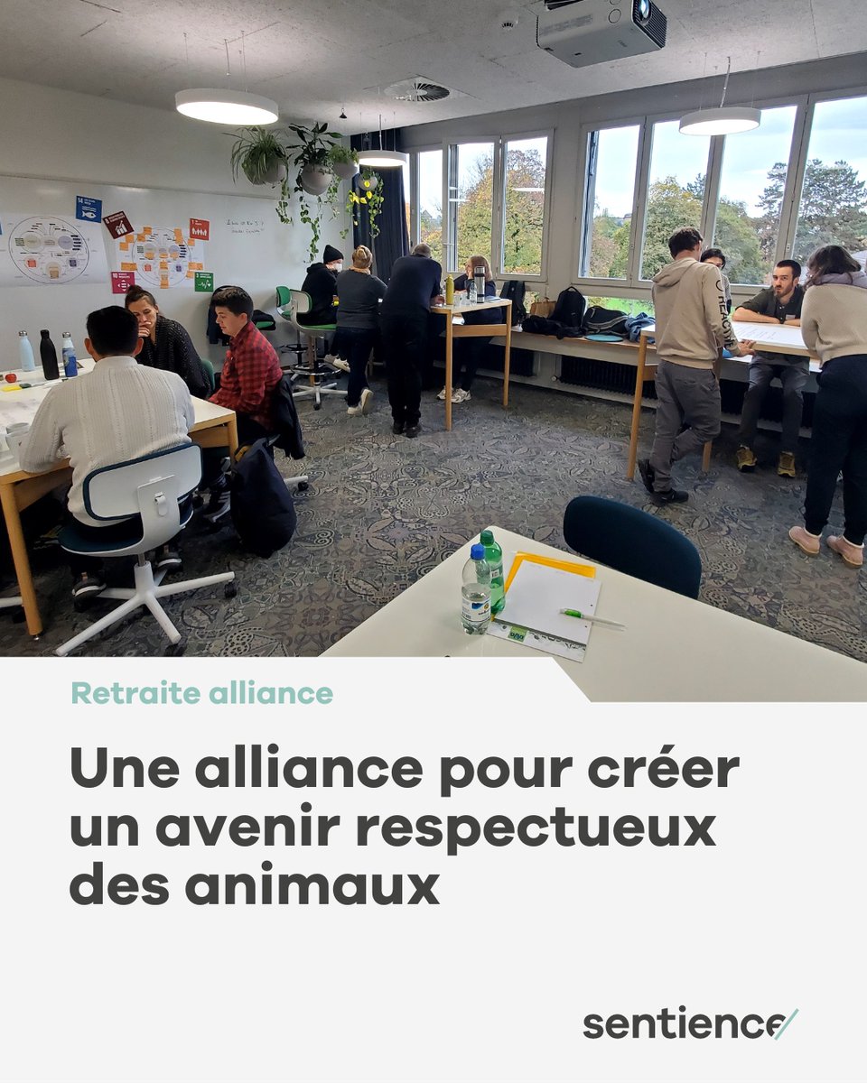 Nous nous sommes réuni·es avec les organisations soutenant l'initiative contre l'élevage intensif afin d'élaborer une vision commune sur la meilleure façon de nous engager pour une agriculture durable et respectueuse des animaux. 🐷

Pour en savoir plus : sentience.ch/fr/une-allianc…