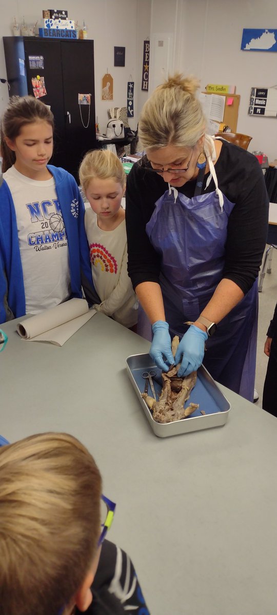 Mrs. Sandlin dissecting a mink for our 4th graders as they learn about body systems!