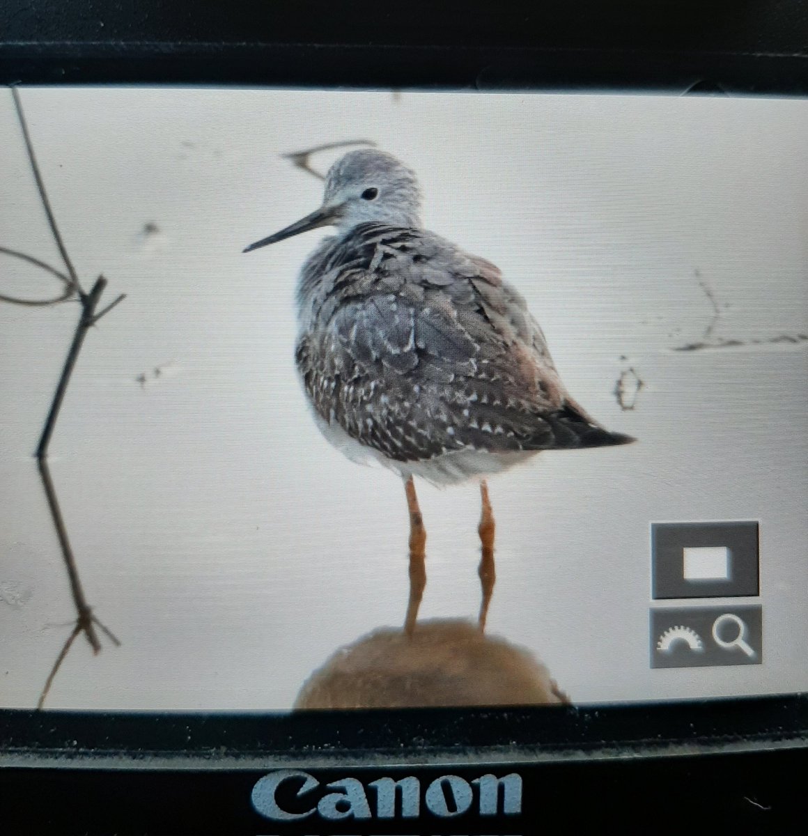 WillboneScott's tweet photo. The Lesser Yellowlegs and Long-tailed Duck a few metres from each other from the 360 hide @RSPBFrampton currently, a perfect end to an excellent day around the reserve! Other highlights inc. 1000s ducks and geese, 90 Whoopers, 6 GW Egret and the Freiston Black Brant. https://t.co/CA85dYOSg3
