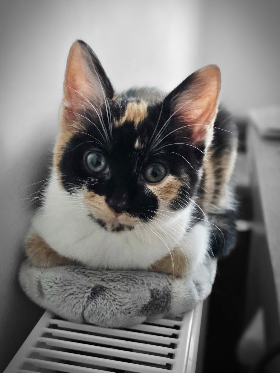 Tiny bread cat 🐈 😻 #CatsOfX 
#luna