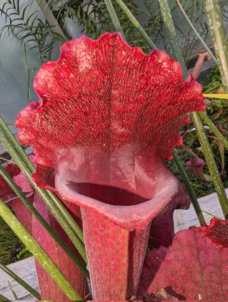thorogoodchris1's tweet photo. Is it just me, or do the carnivorous pitcher plants look especially hungry today? https://t.co/nxcKq3A1Vs