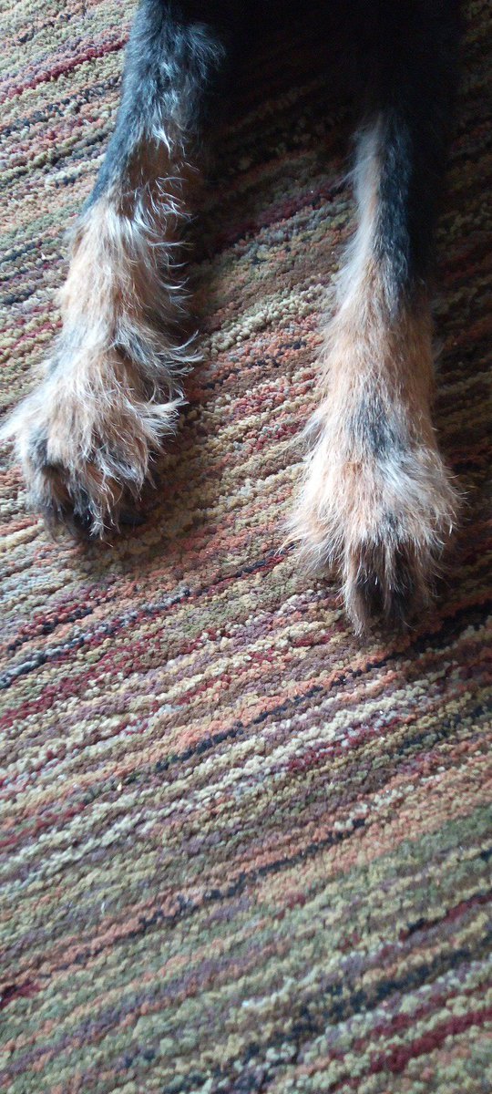 KBAiRfeet's tweet photo. #DogFeet #Bair #Hesyourmaster https://t.co/7jA6HV1WVC
