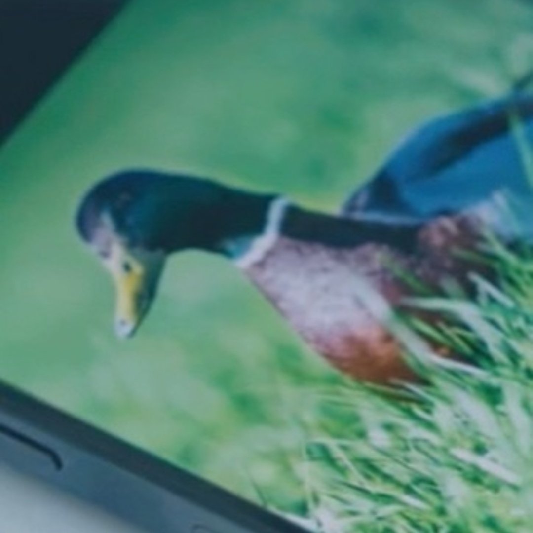 ʚ🐧ɞ tweet media