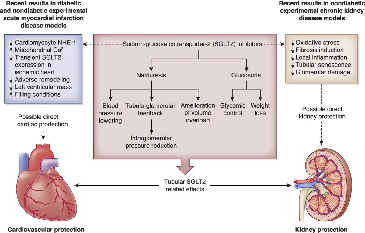 Potential cardiorenal protective mechanisms for SGLT inhibition mediated via tubular SGLT2 and via mechanisms working direct on the heart and the kidney. NHE-1, sodium–hydrogen exchange 1; SGLT2, sodium‐glucose cotransporter‐2. Adapted from Udell JA, Jones WS, Petrie MC, et al. Sodium glucose cotransporter-2 inhibition for acute myocardial infarction: JACC review topic of the week. J Am Coll Cardiol. 2022;79(20): 2058–2068.