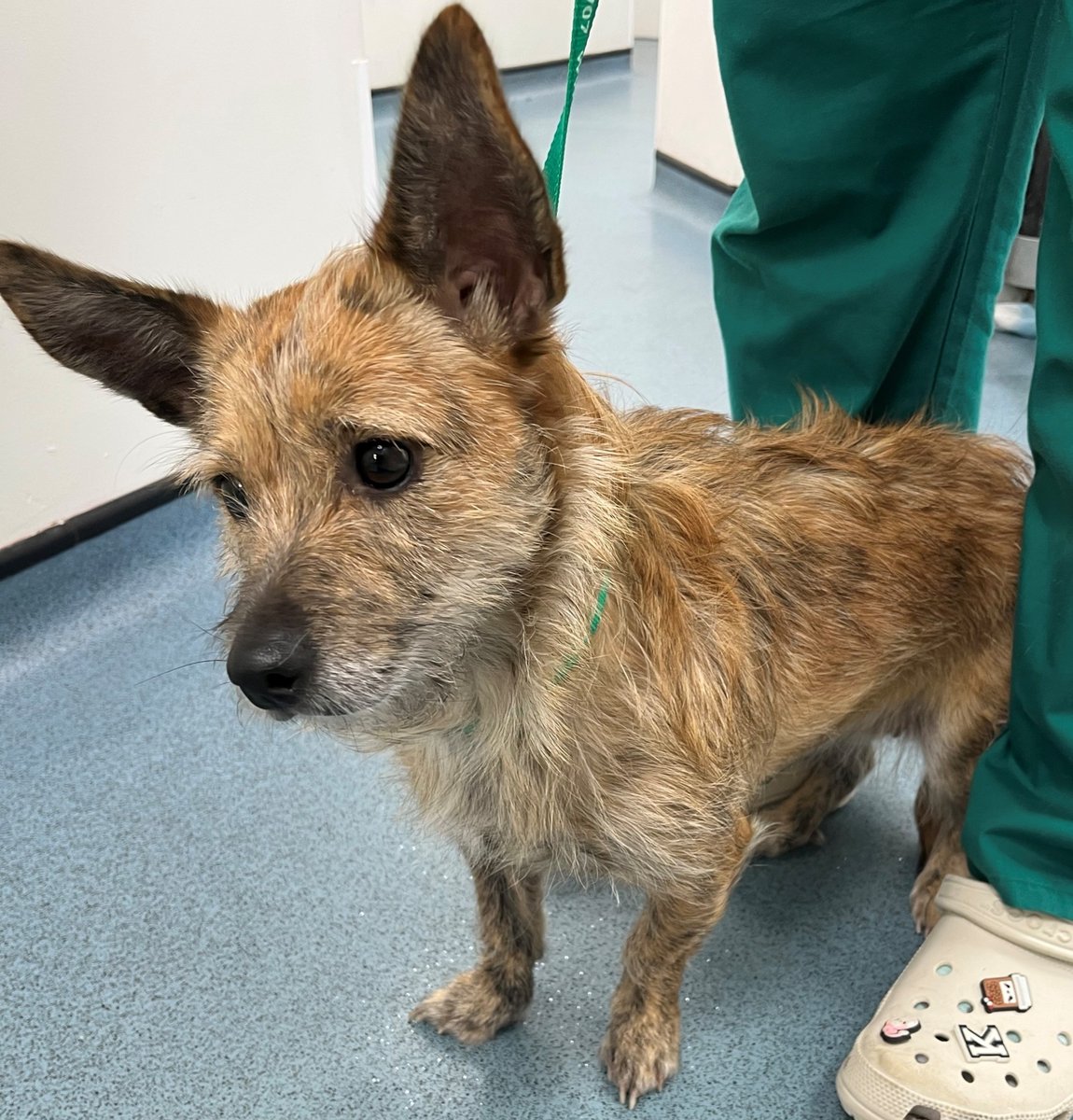 Please retweet to HELP FIND THE OWNER OF THIS STRAY DOG FOUND #BUNTINGFORD #Herts #HERTFORDSHIRE #UK  
Female Terrier, no chip, found 10 November. Now in a council pounds, she could be missing or stolen from another area. Please share widely.  
DETAILS👇
lostdogsuk.co.uk/lost-dogs/